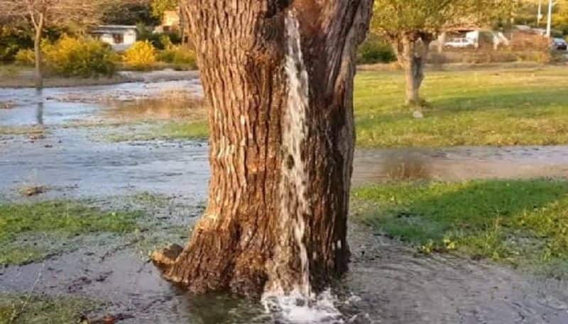  Video of water from wild tree in AP goes viral  lns