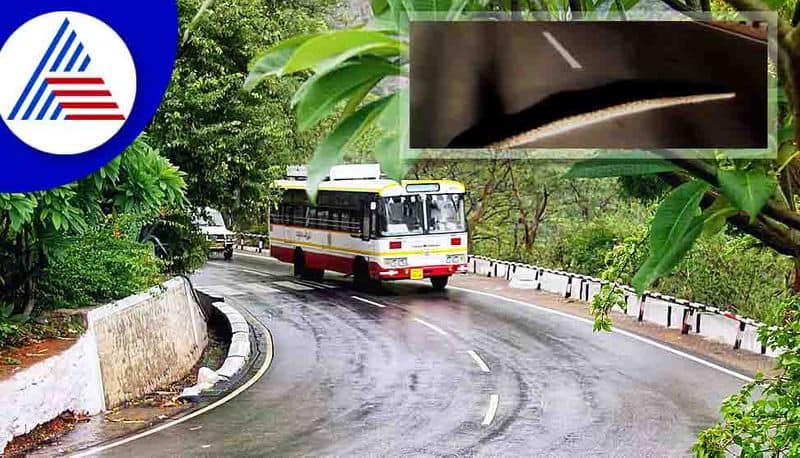 Massive python crosses the Indian highway: video viral