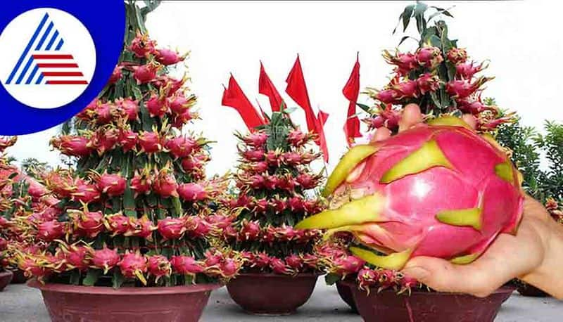 Farmers Growing red dragon fruit In Vijayapura rbj