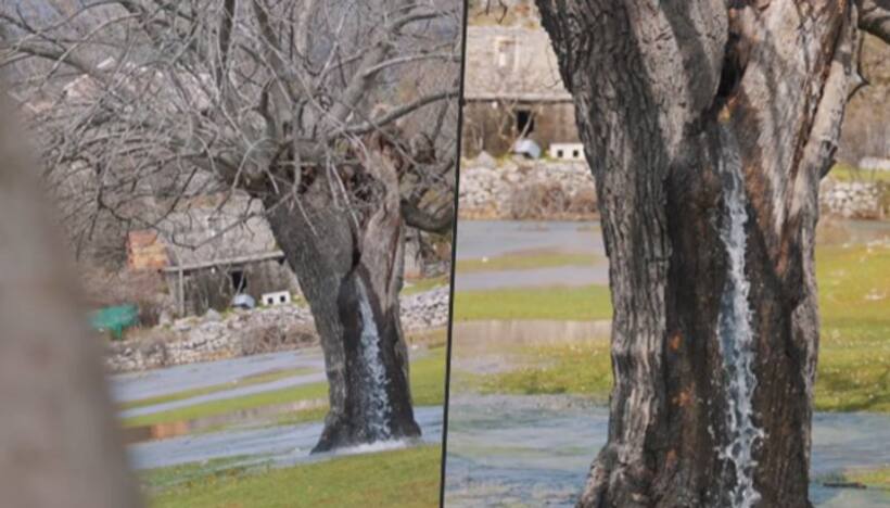 Watch: Water streams out of a mulberry tree in Europe baffled netizens