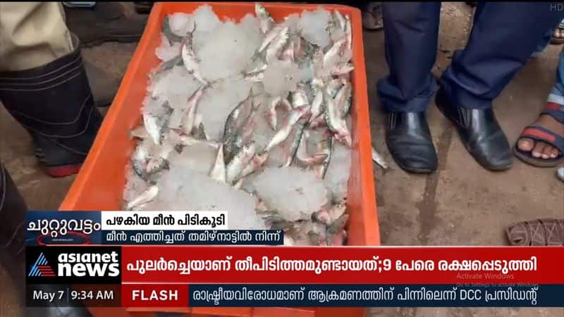 Kasaragod : 200 kg old fish caught