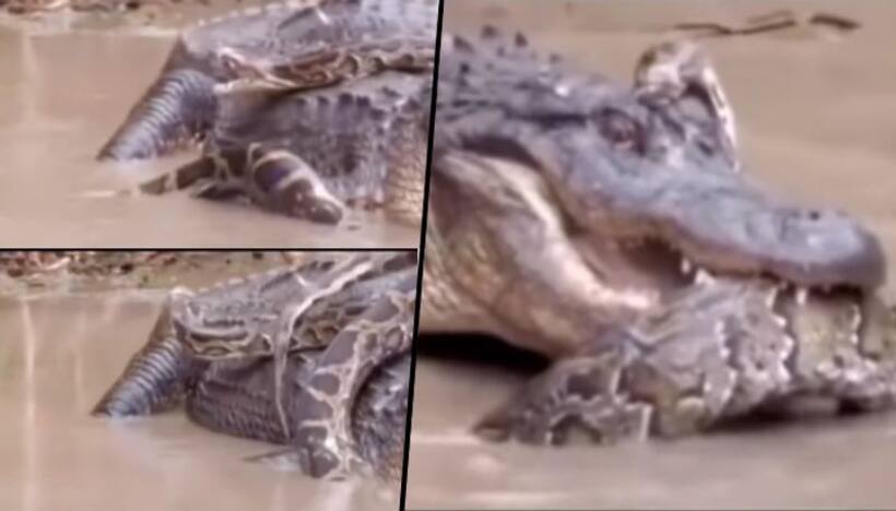 Alligator attempts to tear apart python; Find out what happens next