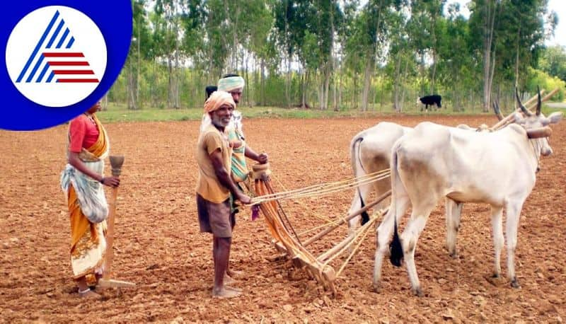 agriculture works started in chikkamagaluru gvd