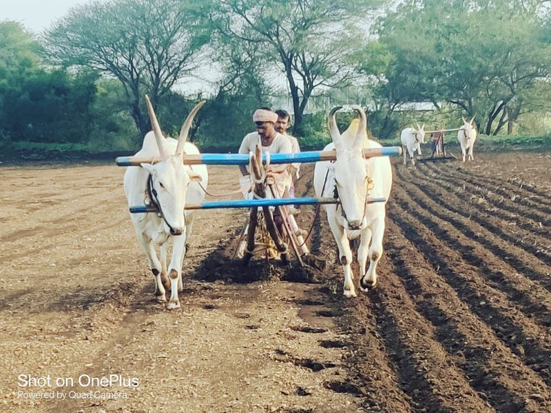 Agriculture works started in Dharwad rbj