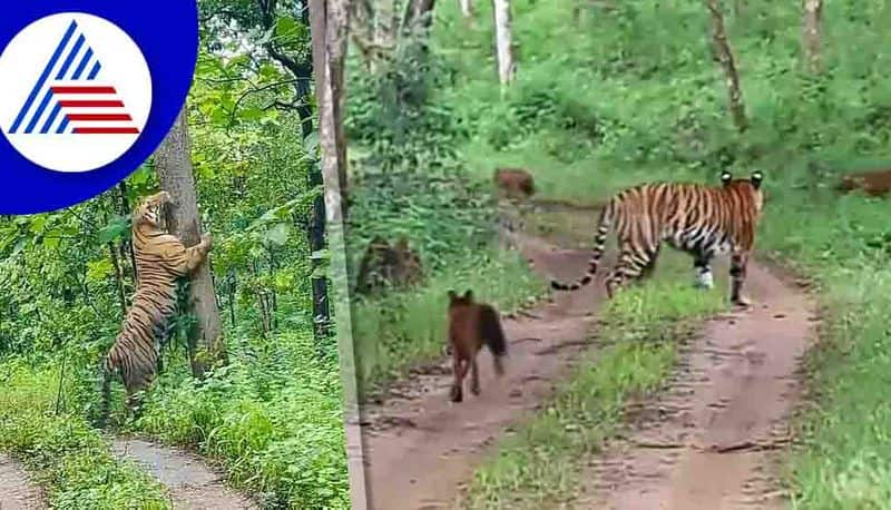 why government delay to announce Malai Mahadeshwara Wildlife Sanctuary as Tiger reserve forest gow