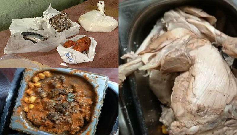 insects flies rats resting in the restaurant kitchen owner called them pets