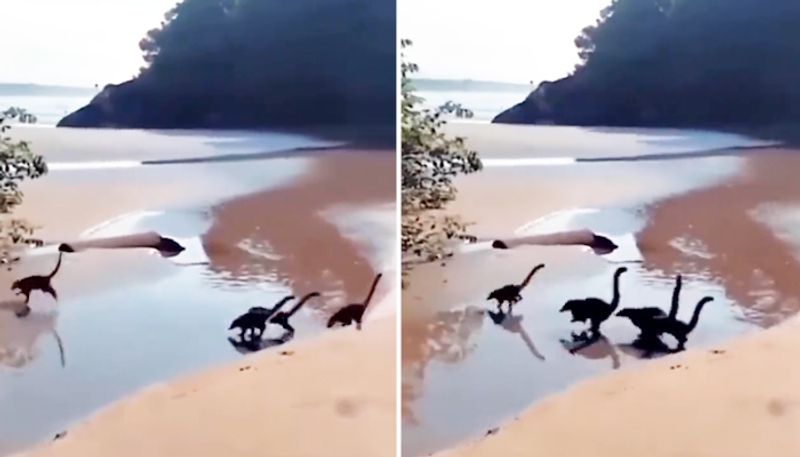 Baby dinosaurs running on a beach? Viral video leaves netizens amazed; Watch-tgy