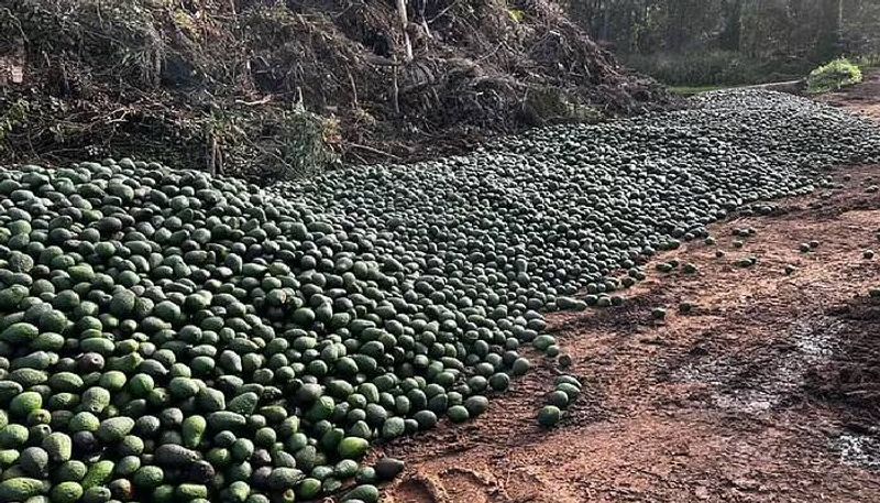 Thousands of avocados dumped in waste land