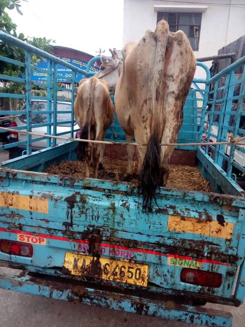 Transportation of cows to slaughter house Video Goes On Viral grg