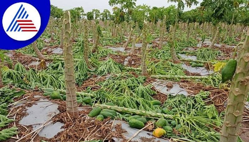 Farmers Faces Problems Due to Storm in Ballari and Vijayanagara grg