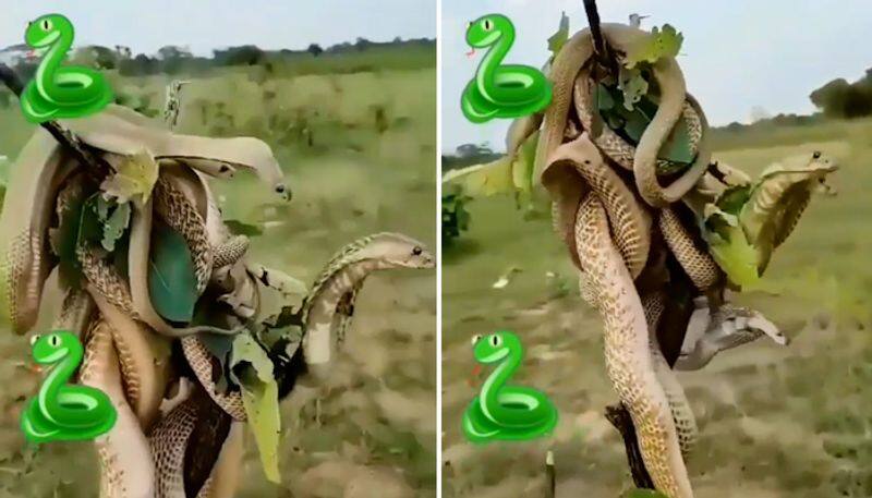 Watch King Cobras fight on a thin branch, leaves netizens terrified-tgy