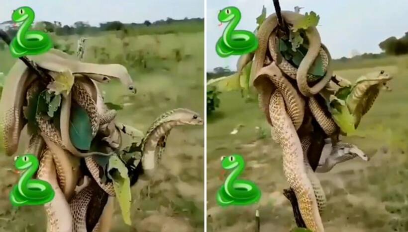 Watch: King Cobras fight on a thin branch, leaves netizens terrified