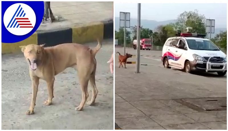 Uttara Kannada News Dog Revenge in Ankola Taluk Hattikeri TollGate san