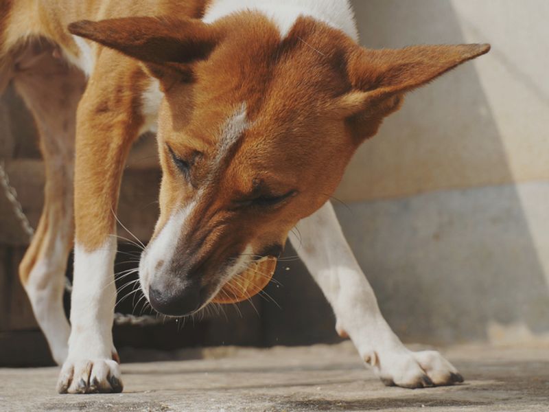 Chennai Wife of ex-IAS officer set dog upon staffer