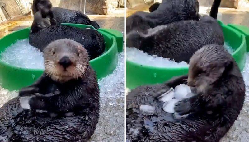 Watch Otters playing with ice cubes leave netizens delighted-tgy