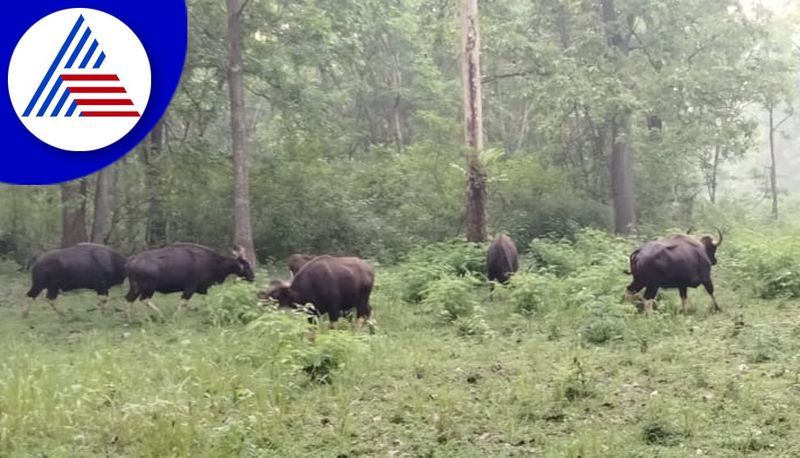 During the summer vacation tourists visit Bhadra Sanctuary in Chikkamagaluru gvd