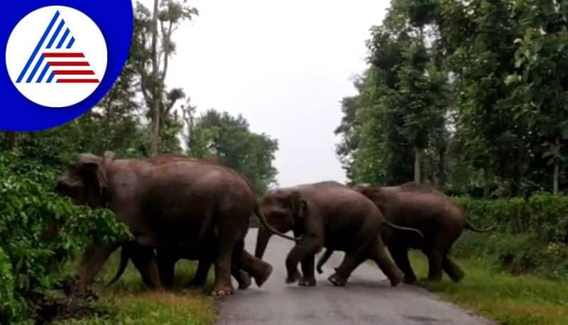 hassan district farmers face problem from elephant attack gvd