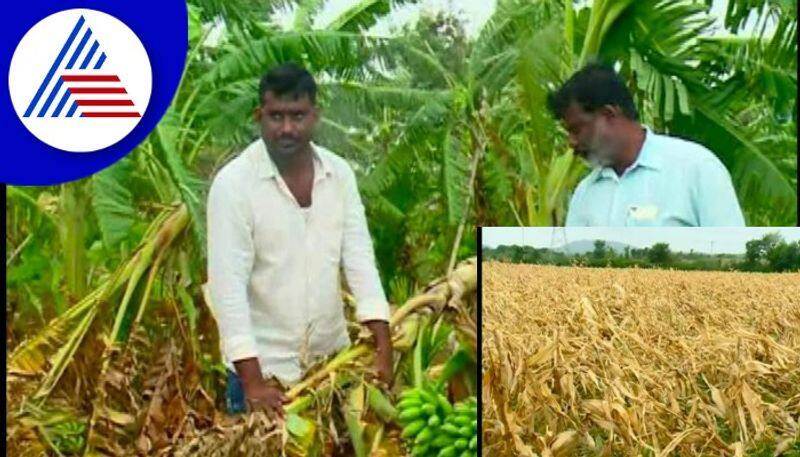 Cyclone Asani effect 5 acres of maize crop damage at Chitradurga gow