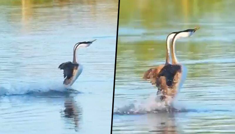 Watch duo birds walk on the surface of the water; watch the video - gps