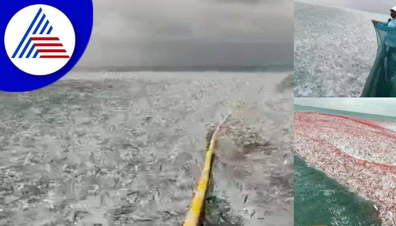 Cyclone Asani effects More than 30 tons of fish were found at Udupi kapu beach gow