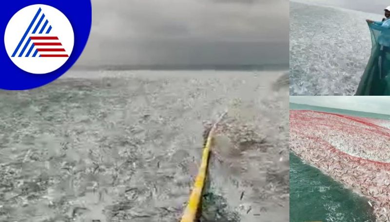 Cyclone Asani effects More than 30 tons of fish were found at Udupi kapu beach gow