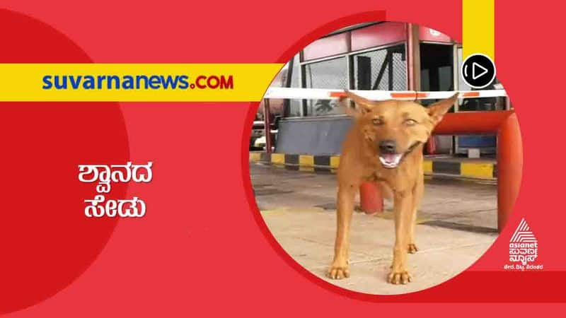 Uttara Kannada karwar Dog Shows Angry on Everyone hls 