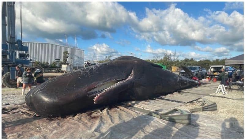 Massive sperm whale found dead off the coast had huge tangle of plastic bags in stomach