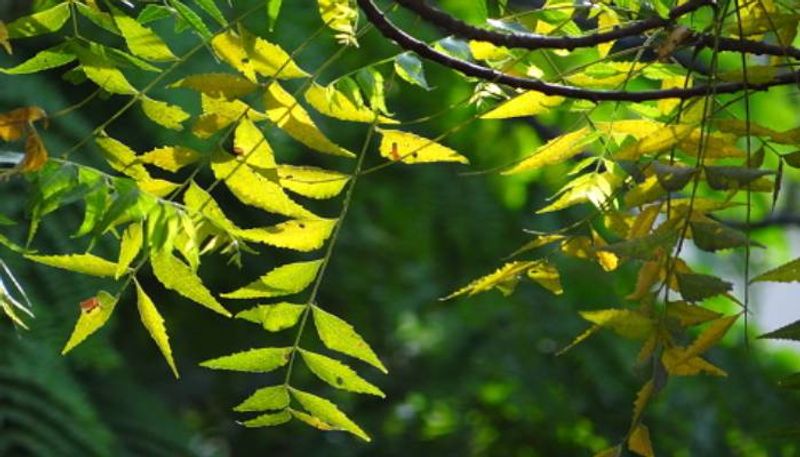 neem the miracle tree know about its uses and benefits