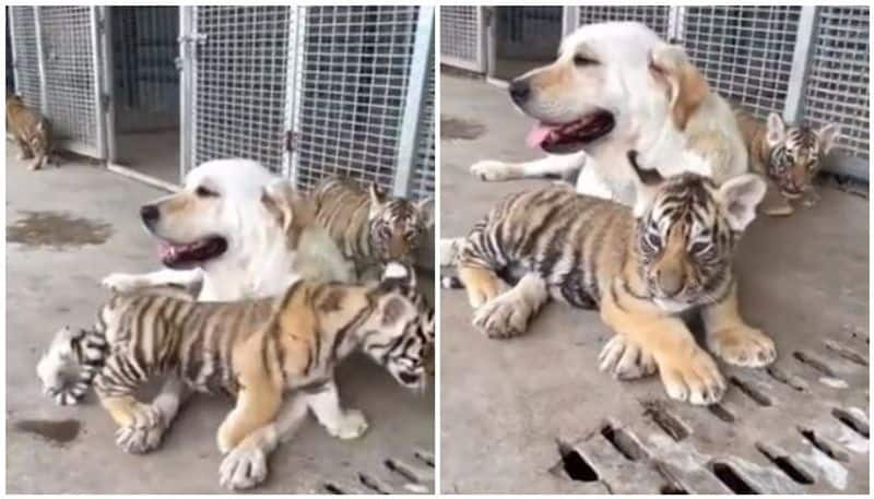 Dog raising three abandoned tiger cubs internet says pure blessings