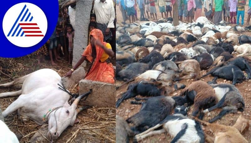 Lightning Strike Kills More Than 150 Cattle at Hiriyur in Chitradurga gvd