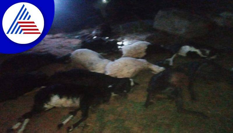 25 Sheep Killed in Truck Collision in Yadgir grg 