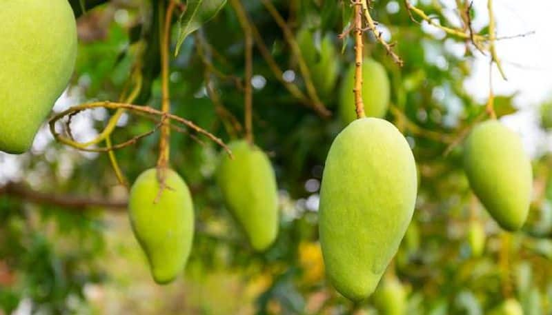 Mangoes at your doorstep Karnataka State Mango Development and Marketing Corporation Limited started portal 