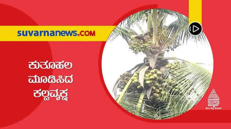 Coconut Tree That Has Intrigued Farm Lovers at Ankola in Uttara Kannada grg