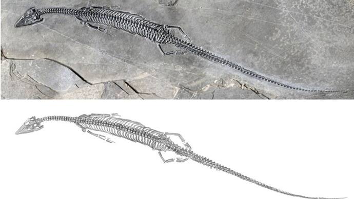 24.4 करोड़ साल पहले पूंछ की बड़ी पूछपरख थी, चीन में मिला ऐसा सबसे पुराना जीवाश्म, पढ़िए दिलचस्प फैक्ट्स