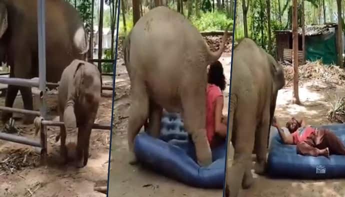 Baby elephant scuffle with guard over a mattress; viral video amazed netizens