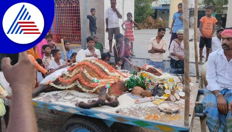 Ballari people take out a funeral procession of cow   gow