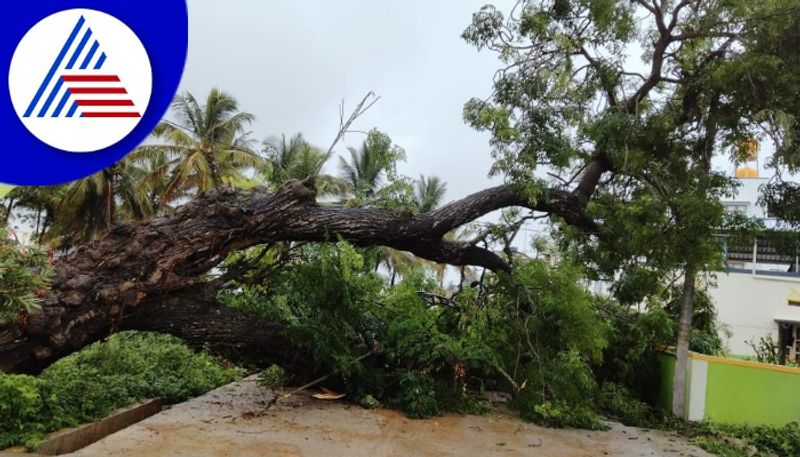 Heavy Rainfall in  Hassan School Holiday for class 1 to 10 gow