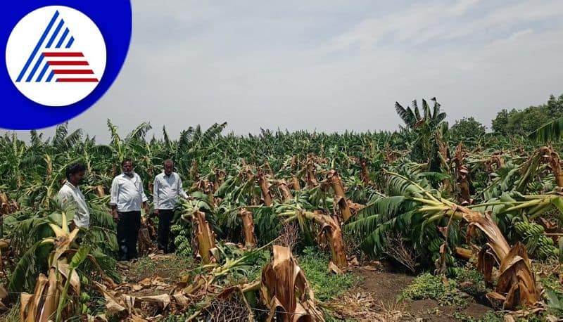 banana crop loss due to heavy rain in kalaburagi gvd