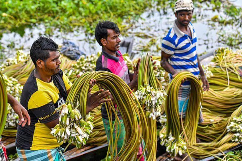 floating farms in bangladesh