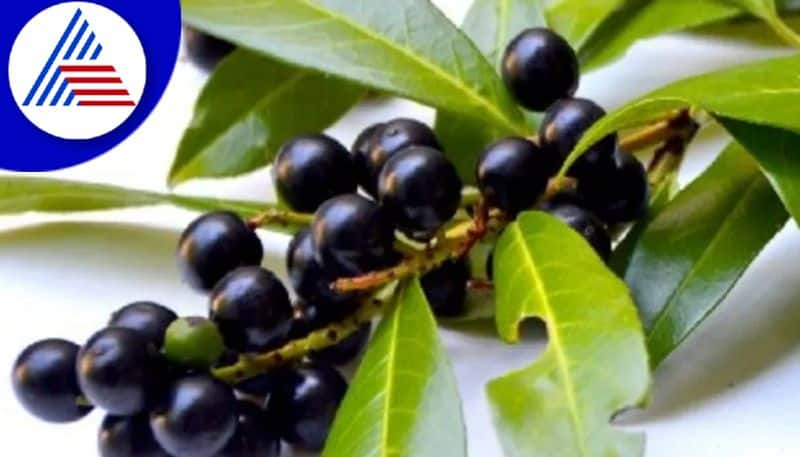 According To Ayurveda This Summer Fruit Jamun  Used As Medicine Know When And How To Eat