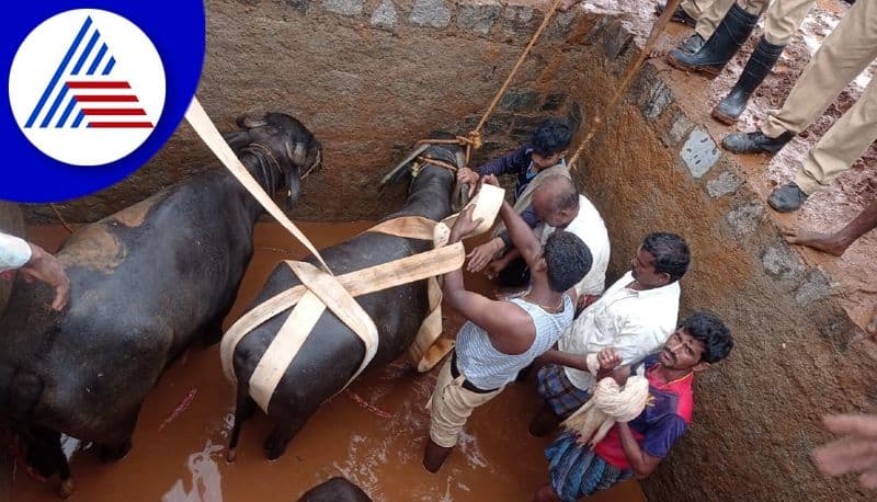 indian buffalos falls into open well rescued in koppal district gvd