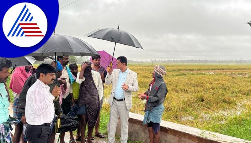 heavy rain in davanagere paddy crop damaged gvd