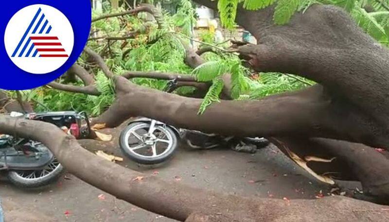 heavy rainfall in Vijayapura gow