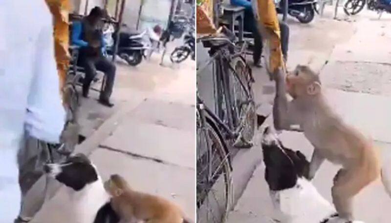 Viral Video: Dog Helps Monkey Steal A Packet Of Chips From Shop