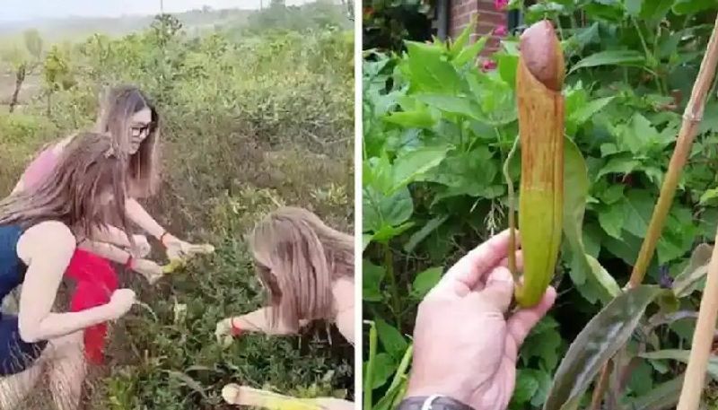 tourists plucked penis plants and cambodian government warns them