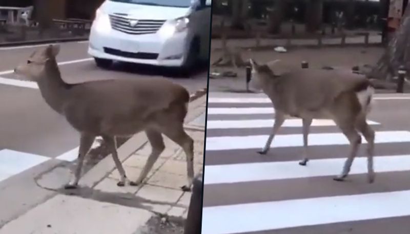 A deer helps UP Police give lessons on road safety; watch - gps