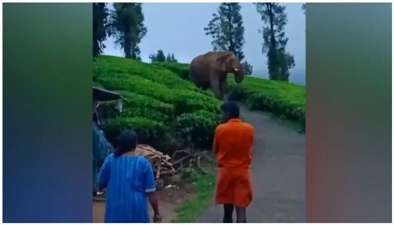 Wild Elephant blocked road in Nelliyampathy