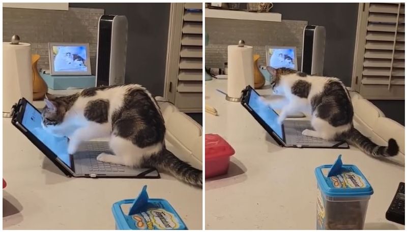 Video involving cat and laptop is amusing