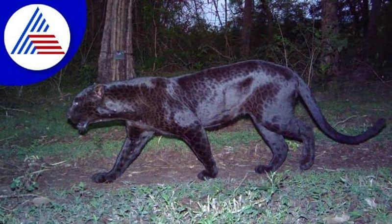 Black Leopard Captured at Honnavar in Uttara Kannada grg