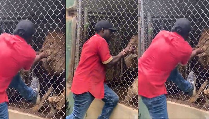 Zoo keeper has finger bitten off by lion